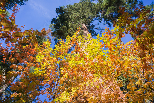 Colorful Pacific mountain dogwood shrubs on a sunny autumn day, Calaveras big trees state park, California photo