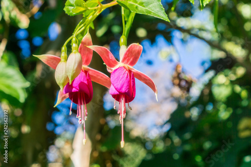 Fuchsia magellanica, hummingbird fuchsia or hardy fuchsia, California photo