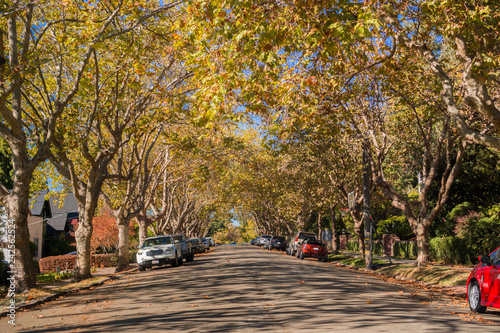 Tree-lined street in a residential neighborhood on a sunny autumn day, Oakland, San Francisco bay, California