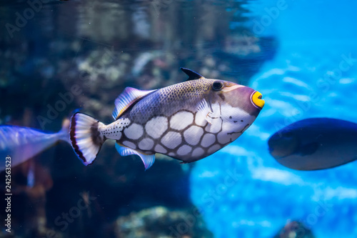 Clown triggerfish (Balistoides conspicillum) underwater in the coral reef photo