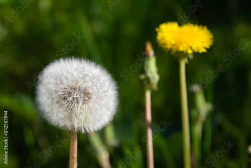 dandelion on background of green grass