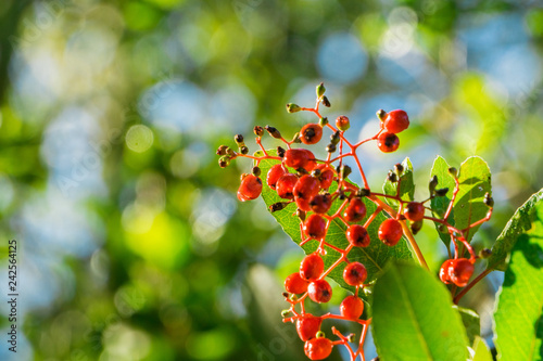 Bright red Toyon (Heteromeles) berries still wet from a morning rain, Sunol Regional Wilderness, San Francisco bay area, California photo