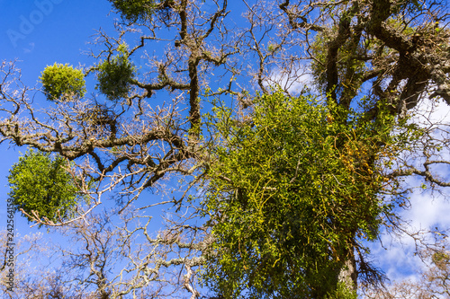 Green mistletoe hanging on the branches of a valley oak tree, Sunol Regional Wilderness, San Francisco bay area, California photo