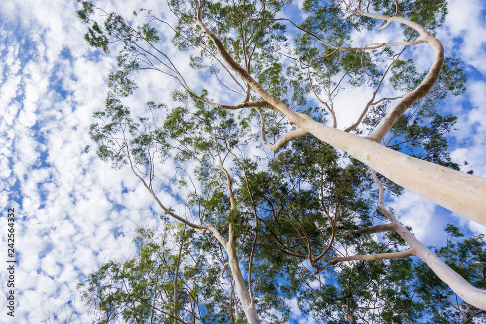Foto de Looking up to the crown of tall Eucalyptus trees; eucalyptus