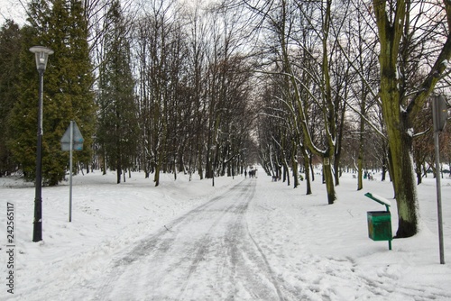 Fototapeta Naklejka Na Ścianę i Meble -  Leśna droga zimą