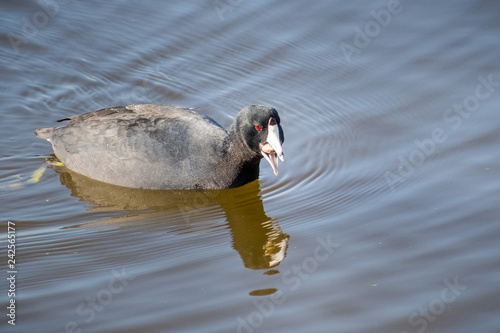 Photography American coot (Fulica americana) fishing and eating mussels, Shoreline Lake and