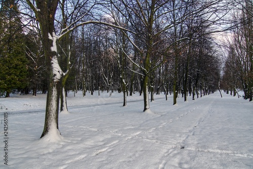 Fototapeta Naklejka Na Ścianę i Meble -  Park zimą