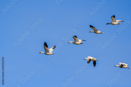 A flying group of Snow Geese (Chen caerulescens); blue sky background; the Sacramento National Wildlife Refuge, California