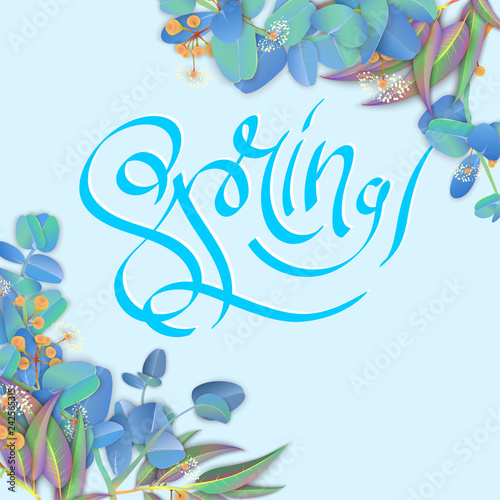 Blue spring background with beautiful eucalyptus blossom.