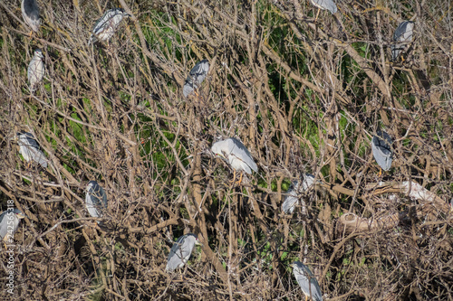 Black-crowned Night-Herons (Nycticorax nycticorax) roosting on the trees of Colusa Wildlife Refuge, Sacramento National Wildlife Refuge, California photo