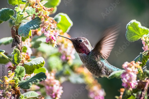 Tiny Anna's Hummingbird drinking nectar from a Ribes malvaceum (Chaparral Currant) flower, San Francisco bay area, California