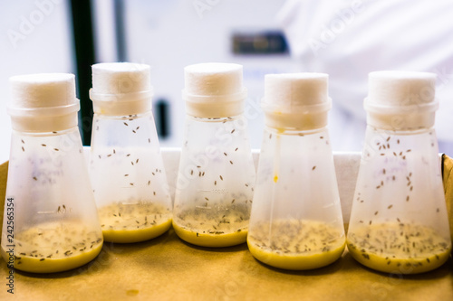 Vials containing Fruit Flies; the Fruit Fly (Drosophila melanogaster) continues to be widely used for biological research in genetics, physiology, microbial pathogenesis, and life history evolution
