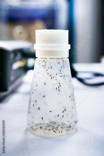 Foto Vial containing Fruit Flies; the Fruit Fly (Drosophila melanogaster) continues t