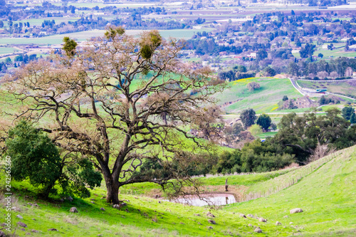 Photography Large oak tree growing on the hills of  Coyote Lake Harvey Bear Ranch County Par