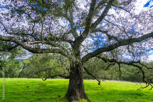 Large live oak tree (Quercus agrifolia) spreading its branches; lace lichen hanging among its green foliage; white clouds in the background; Coyote Lake Harvey Bear Ranch County Park, Gilroy, CA