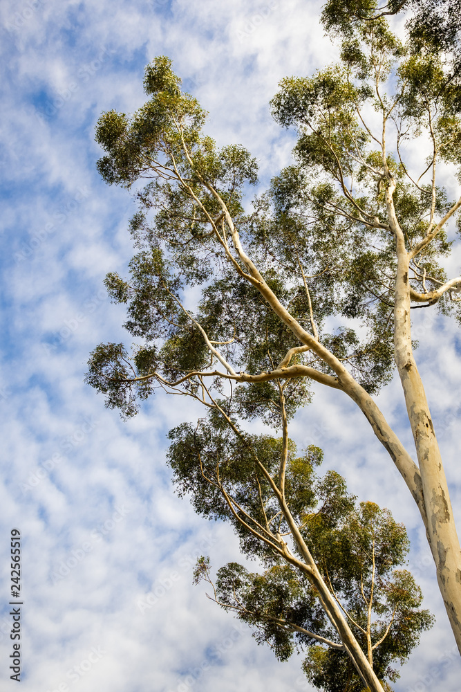 Looking up to the crown of a tall Eucalyptus tree; eucalyptus trees