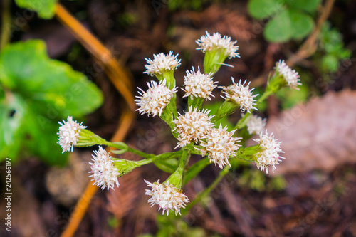 Close up of Ageratina adenophora flowers growing the the forests of Santa Cruz mountains, San Francisco bay area; this plant is considered invasive in California photo