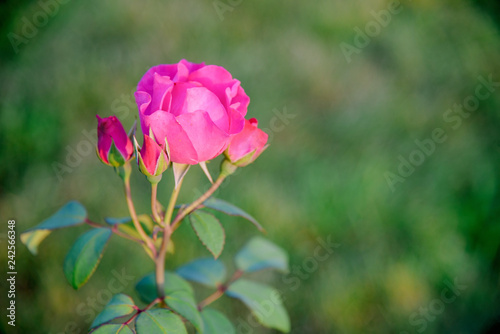 Fototapeta Naklejka Na Ścianę i Meble -  rose bush flowers