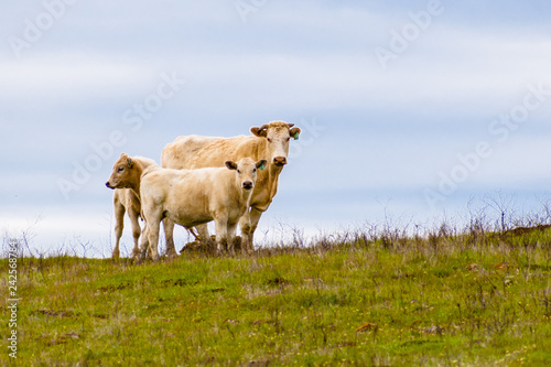 Cow with two calves on a cloudy sky background, south San Francisco bay area, San Jose, California photo