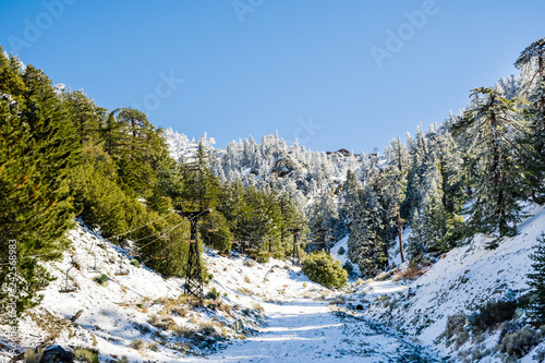 Mount Baldy (Mt San Antonio) ski lift on a sunny day; snow covering the ground and the pine trees, Los Angeles county, California