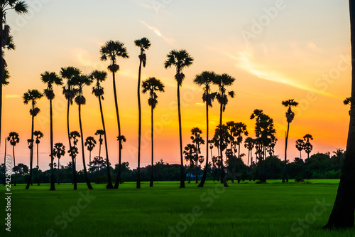 Landscape Sugar palm  trees  and Rice field with sunset