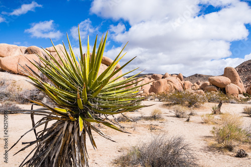 Mojave Yucca (Yucca schidigera); rocky outcrop in the background, Joshua Tree National Park, California photo