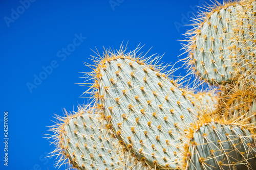 Close up of Pancake prickly pear (Opuntia Chlorotica), Joshua Tree National Park, south California photo