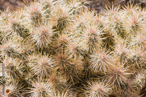 Close up of Silver cholla (Cylindropuntia echinocarpa), Joshua Tree National Park, California photo