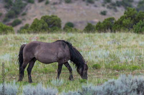 Wild Horses in the Pryor Mountains Wild Horse Range in Montana - Wyoming USA photo