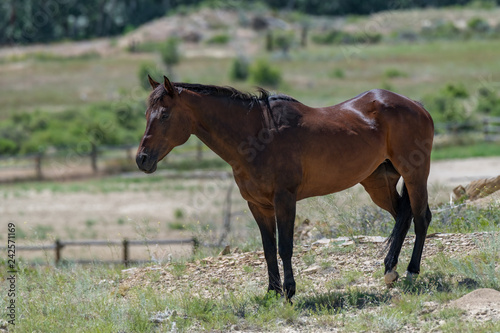 Wild Horses in the Pryor Mountains Wild Horse Range in Montana - Wyoming USA photo