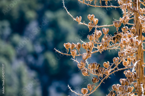 Close up of Chaparral Yucca (Hesperoyucca whipplei) seed pods; Los Angeles county, California photo