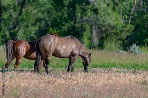 Wild Horses in the Pryor Mountains Wild Horse Range in Montana - Wyoming USA