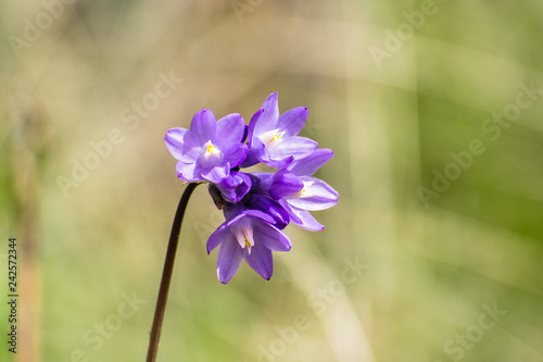 Close up of Blue dicks wildflowers (Dichelostemma capitatum), Santa Clara county, south San Francisco bay area, California photo