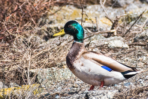 Mallard duck male, south San Francisco bay area, California photo