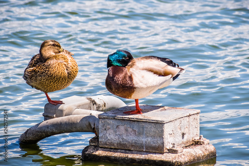 A pair of mallard ducks sleeping on the shorelines of San Francisco bay area, California photo