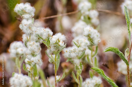 Close up of Q tips (Micropus californicus) wildflowers blooming on the hills of south San Francisco bay area, California photo