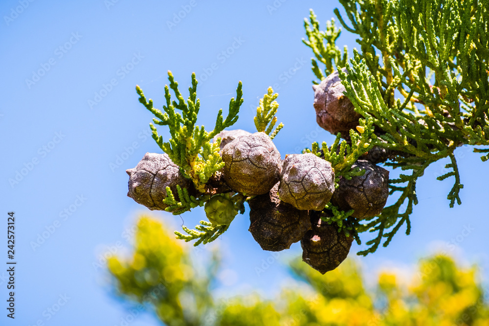 Cyrus Tree Close up of Monterey Cypress trees (Cupressus macrocarpa) cones on a ...
