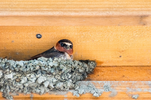 Cliff swallow (Petrochelidon pyrrhonota) trying to build a nest on a wooden ledge, in the spring time, San Francisco bay area, California photo