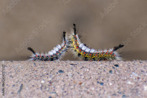 Close up of two Western tussock moth (Orgyia vetusta, formerly Hemerocampa vetusta) caterpillar meeting on a picnic table in a city park in San Francisco bay area, California
