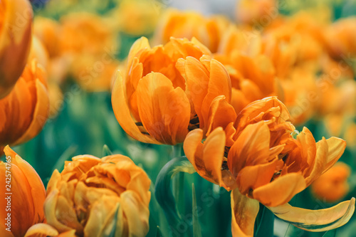 vivid orange tulip flower blooming in garden, in soft focus