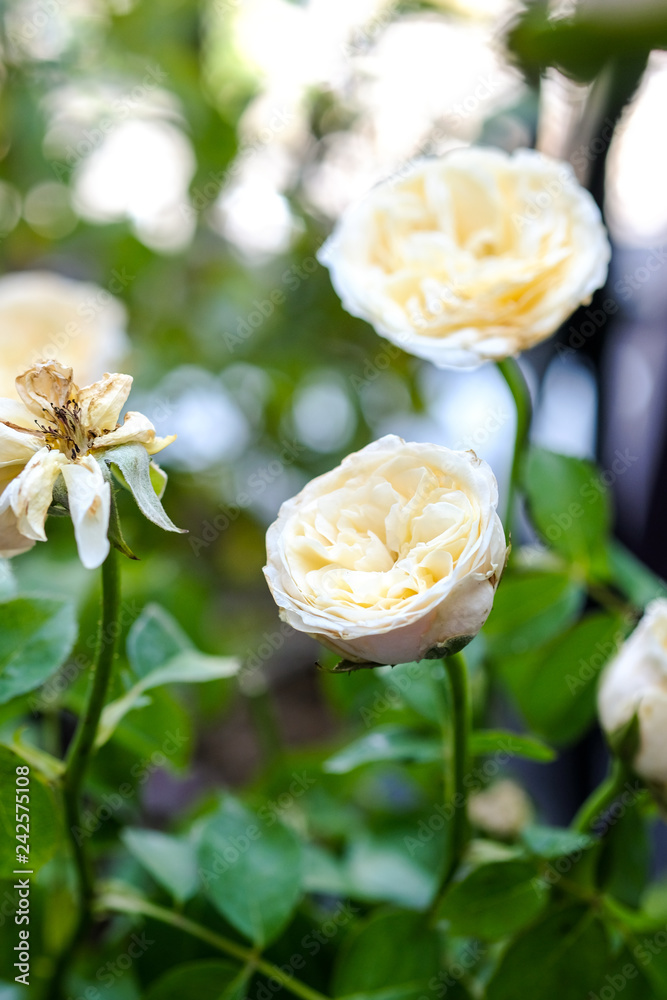 color full Rose color full Rose