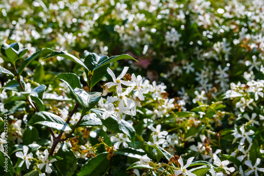 Star Jasmine (Trachelospermum jasminoides) blooming in a public garden, California Star Jasmine (Trachelospermum jasminoides) blooming in a public garden, California