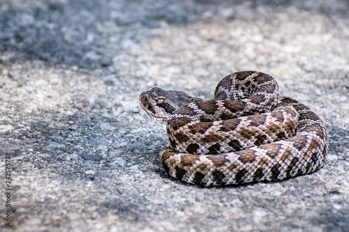 Close up of young Southern Pacific Rattlesnake (Crotalus helleri) coiled in the middle of a paved road, Angles National Forest, Los Angeles county, California
