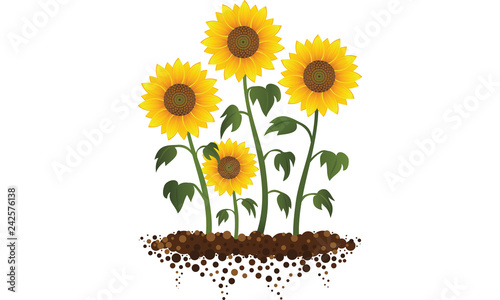 Sunflower Garden Illustration