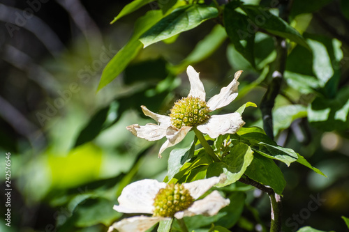 Mountain dogwood (Cornus nuttallii) blooming in the mountains of Siskiyou County, north California