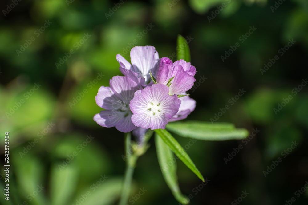 Close up of Oregon Checker Mallow (Sidalcea oregana) blooming in Shasta National Forest, Northern California; green and black background Close up of Oregon Checker Mallow (Sidalcea oregana) blooming in Shasta National Forest, Northern California; green and black background