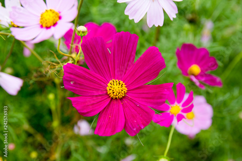 Colorful Blossom Flower