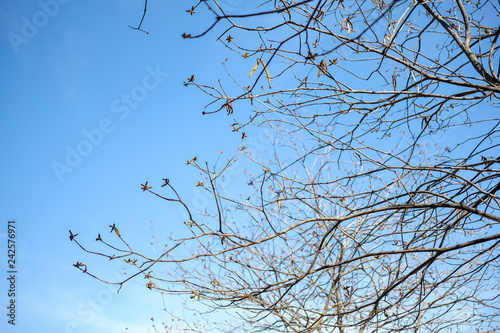 Leaves and natural branches