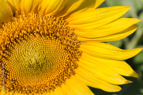sunny sunflower up close