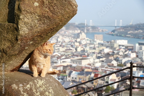 尾道猫